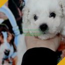 버디독 강아지분양 안심분양센터 김포점 | 사우동강아지분양, 버디독 강아지분양 안심분양센터 김포점에 대해 알아보아요!