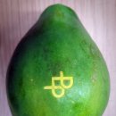 유)파파야 이미지