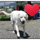 마한애견 이미지