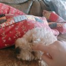 귀욤하개 이미지