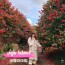 카멜리아힐 | 제주 동백꽃 명소 개화시기 겨울여행 카멜리아힐 후기