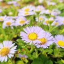 뜰에하우스 민박 이미지