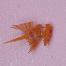 CU장미사거리점 | 강남역 대형 카페_까치화방 강남역점 플라워카페에서 케이크와 꽃다발 선물 구매 후기