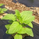 뒤뜰농장 이미지