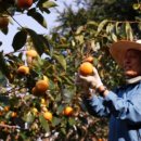 신곡농장 이미지