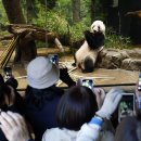 판다 이미지