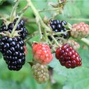 펫영양사 이미지