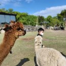 솔미목장 이미지