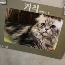 아가마미 고양이카페 이미지