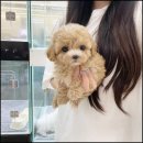 멍앤냥 강아지고양이 안양점 이미지