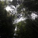 대숲사이 이미지