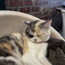 집사의 하루 건대점 | 아이와 함께 건대 고양이 카페 집사의 하루