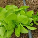 프리미엄농장 이미지