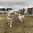 퍼피월드제주 이미지