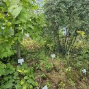 미백산업 이미지