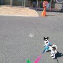 NR-30[달구벌대로]-상-436 | 경산 24시 시지w동물병원에서 심장초음파 후기 | 강아지 심장병 진단