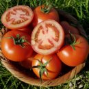 빨간산농장 | 🍅 리뷰 245,280개가 선택한 토마토!따옴농장 완숙·찰토마토 2.5kg 솔직 후기