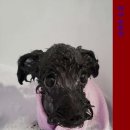 미용하는 훈련사 이미지