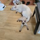 박순이 당진아구동태찜탕 | 식당 박순이당진아구동태찜탕 내돈내먹