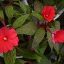 허브꽃농원 이미지