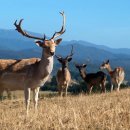 야생사슴농장 이미지