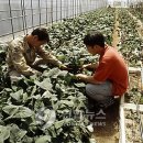 산채로 - 양구군 | 산채로