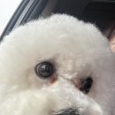 리츠펫 이시아폴리스점 이미지