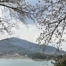 남해-29 | 남해 3/29 왕지벚꽃길 실시간 개화현황