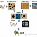 황우석박사팀 &#34;코요테 복제 세계 최초 성공&#34; 이미지