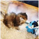 아담스펫 강아지분양 고양이분양 창원점 이미지