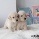 구멍가게애견센터 이미지