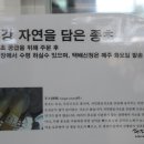 섬진강누룩꽃