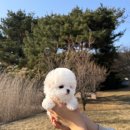 테디 켄넬 이미지