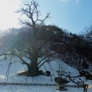 보석사   은행나무 이미지