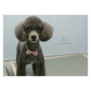 아지다펫 이미지