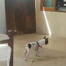 백화반점 이미지