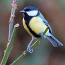 박새 (great tit/Paridae) 이미지