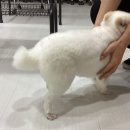 종로-종로-종로-종-145 | 평일반 주말반 모두있는 부천애견미용학원 후기
