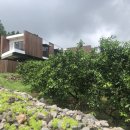 밀크인제주 이미지