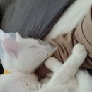 중부동물병원 이미지