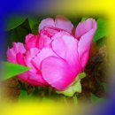 포토샵으로 내 사진 꾸미기 이미지