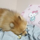도그리니 | 강아지 수제간식 쇼핑몰 &#34;도그리니&#34; 에서 간식 구매한 후기
