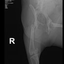 의정부 24시 IU 동물병원 이미지