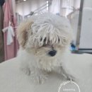 방긋웃개 이미지