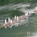 내린천자원 이미지