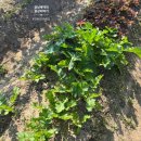 주렴농장 이미지