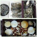 소라 | 안면도 해루질 물때 보는 법｜꽃지해수욕장 주먹소라 후기