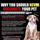 [우한폐렴] 강아지 백신도 부작용 있다 광견병 외 이미지