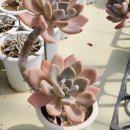 살구미농장 이미지