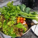 스테이 서하 이미지